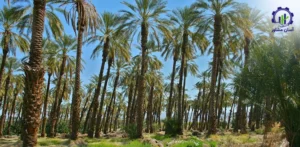 بررسی تجهیزات و تأسیسات احداث نخلستان خرما