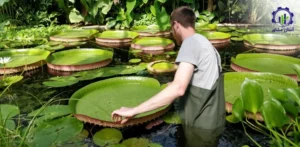 مراحل پرورش گل نیلوفر آبی؛ راهنمای تخصصی برای کشاورزان