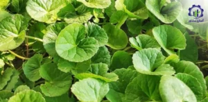 مراحل پرورش گیاه آب بشقابی؛ راهنمای اجرایی و مدیریتی