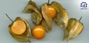 مراحل پرورش میوه فیسالیس در باغ؛ مطالعه موردی برای سرمایه گذاران