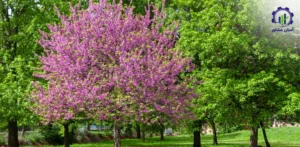 مراحل پرورش گل ارغوان؛ راهنمای تخصصی برای کشاورزان