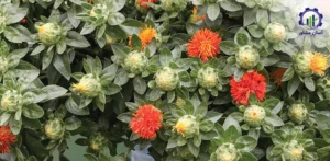 بررسی بازار داخلی و خارجی