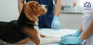 بررسی بازار داخلی و خارجی کلینیک دامپزشکی