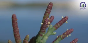 بررسی بازار داخلی و خارجی گیاه سالیکورنیا