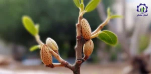 بررسی تجهیزات و تأسیسات احداث باغ بادام