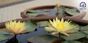 بررسی تجهیزات و تأسیسات احداث فارم پرورش گل نیلوفر آبی