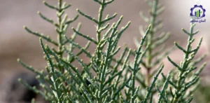 بررسی تجهیزات و تأسیسات احداث فارم کشت گیاه سالیکورنیا