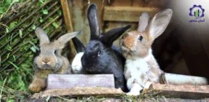 بررسی تجهیزات و تأسیسات احداث مزرعه پرورش خرگوش