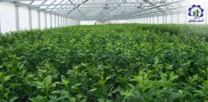 بررسی تجهیزات و تأسیسات احداث نهالستان مرکبات