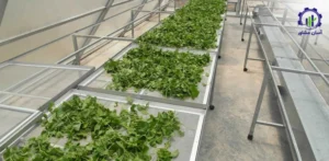 بررسی تجهیزات و تأسیسات احداث واحد پرورش گیاه آب بشقابی