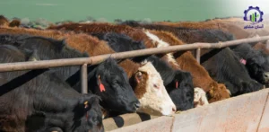 بررسی تجهیزات و تأسیسات احداث گاوداری گوشتی