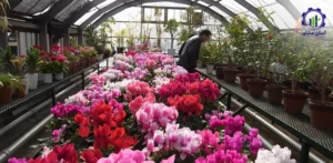 بررسی تجهیزات و تأسیسات احداث گلخانه پرورش گل سیکلامن