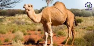 بررسی تجهیزات و تأسیسات پرورش شتر پرواری