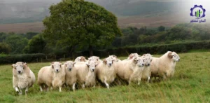 بررسی تجهیزات و تأسیسات پرورش میش مولد