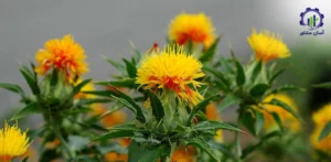 بررسی تجهیزات و تأسیسات کشت گلرنگ