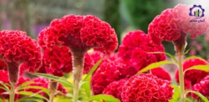 بررسی تجهیزات و تاسیسات احداث گلخانه پرورش گل تاج خروس