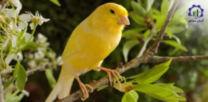 بررسی تجهیزات و تاسیسات پرورش قناری