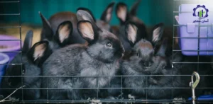 طرح پرورش خرگوش؛ راهنمای جامع برای پرورشدهندگان