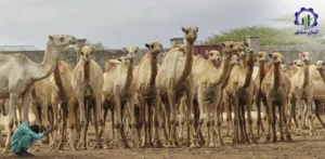 مراحل پرواربندی شتر؛ راهنمای تخصصی برای پرورشدهندگان شتر