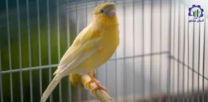 بررسی فرآیند پرورش قناری