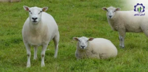 بررسی فرآیند پرورش میش مولد