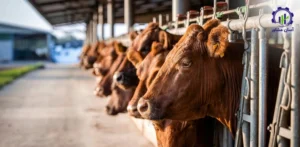 بررسی فرآیند پرورش گاوداری گوشتی