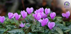 مراحل پرورش گل سیکلامن در گلخانه؛ راهنمای جامع برای کشاورزان