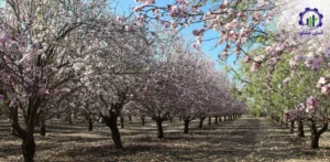 بررسی فرآیند کاشت بادام