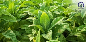 بررسی فرآیند کاشت توتون