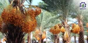 بررسی فرآیند کاشت خرما