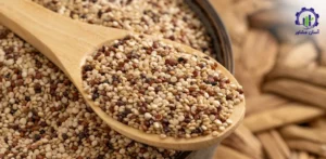 بررسی فرآیند کاشت کینوا