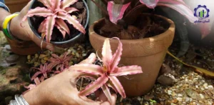 بررسی فرآیند کاشت گل بروملیا