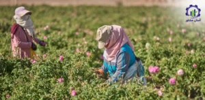 بررسی فرآیند کاشت گل محمدی
