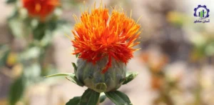 مراحل کشت گلرنگ در زمین کشاورزی؛ راهنمای جامع برای کشاورزان