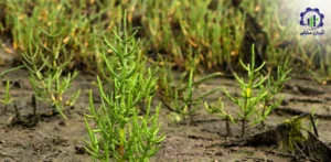 بررسی فرآیند کشت گیاه سالیکورنیا