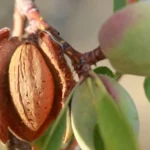 طرح احداث باغ بادام