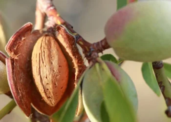 طرح احداث باغ بادام