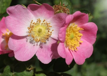 طرح احداث باغ گل نسترن