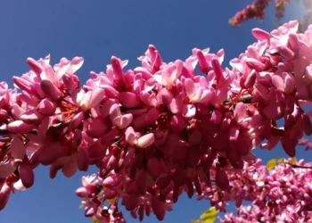 طرح توجیهی احداث فارم پرورش گل ارغوان