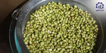 طرح توجیهی احداث مزرعه کشت ماش