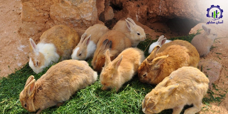 طرح پرورش خرگوش