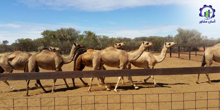 طرح پرورش شتر پرواری