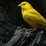 طرح پرورش قناری