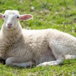 طرح پرورش میش مولد