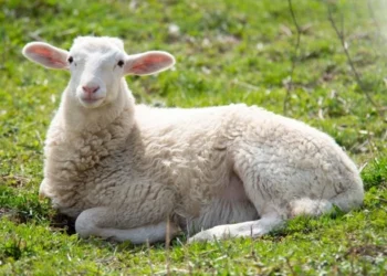 طرح پرورش میش مولد