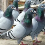 طرح پرورش کبوتر گوشتی