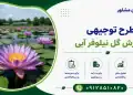 طرح پرورش گل نیلوفر آبی