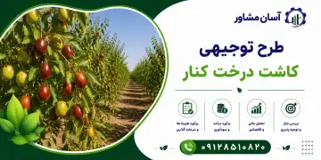 طرح کاشت درخت کنار