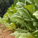 طرح کشت توتون