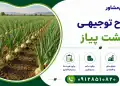 طرح کشت پیاز